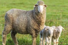 What is the difference between merino wool and regular wool?