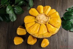 Does eating jackfruit make you fat?