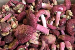 Efficacy and action of red fungus mushroom