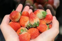 Are strawberries high in sugar?