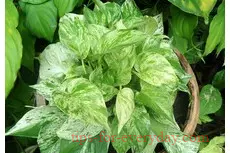 Is Scindapsus aureus leaf yellow how to return a responsibility