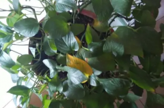 How does Scindapsus aureus leaf hair yellow do?