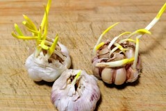 Can garlic sprouted still be eaten?