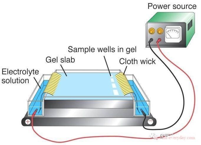 What is the difference between electrophoresis and electroplating1