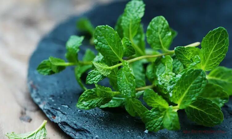 Can fresh mint be eaten as salad cold?1