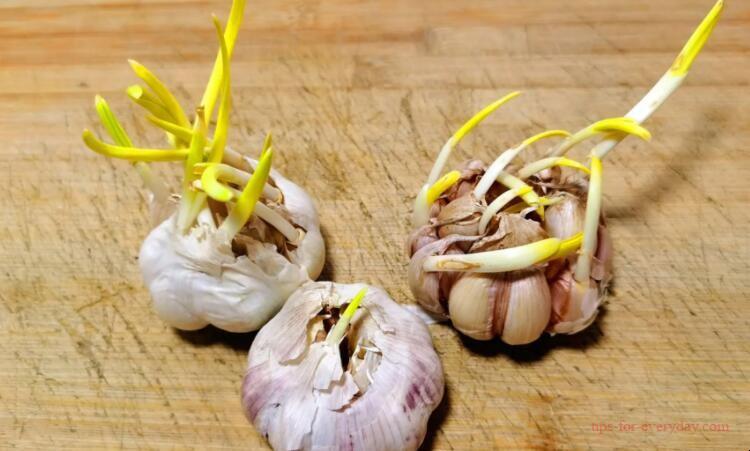 Can garlic sprouted still be eaten?1