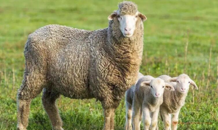 What is the difference between merino wool and regular wool?1